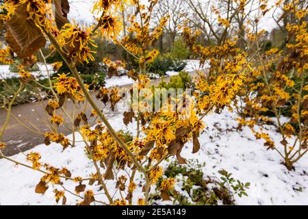 Hamamelis x inter-médias 'Harry', brousse-noisette sorcière fleurissant dans RHS Garden, Wisley, Surrey, dans le sud-est de l'Angleterre, en hiver, par une journée enneigée Banque D'Images