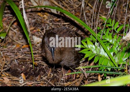 Île Stewart Weka Gallirallus australis scotti. Île Ulva. Parc national de Rakiura. Nouvelle-Zélande. Banque D'Images