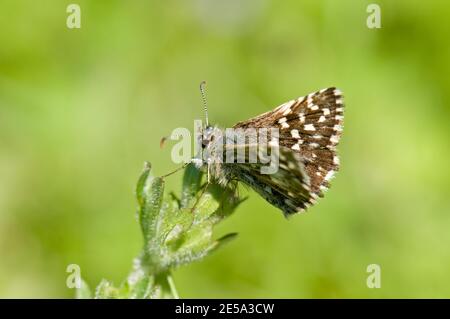 L'hespérie grizzée Butterfly, Pyrgus malvae, au repos à la réserve naturelle de Homefield Wood de BBOWT, Buckinghamshire, le 23 mai 2010. Banque D'Images