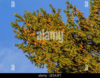 Foresterie, dendrologie. L'épinette d'Europe (Picea excelsa) dans l'année de la récolte des cônes. Europe du Nord-est Banque D'Images