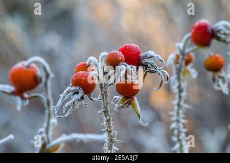 Esthétisme de la nature morte. Les fruits rouges vif de la rose sauvage (rose de Ramanas, rubra de Rosa rugosa) sont recouverts de givre blanc. Symbole de l'hiver à venir. A Banque D'Images