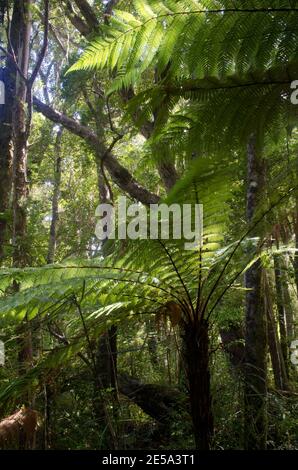 L'arbre de Nouvelle-Zélande fougères Dicksonia squarrosa dans une forêt tropicale. Île Ulva. Parc national de Rakiura. Nouvelle-Zélande. Banque D'Images