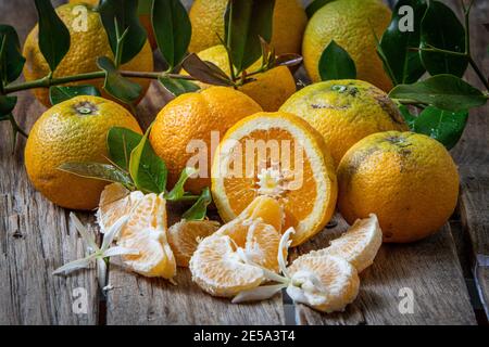 plusieurs oranges biologiques cultivées sans insecticides ni engrais Banque D'Images