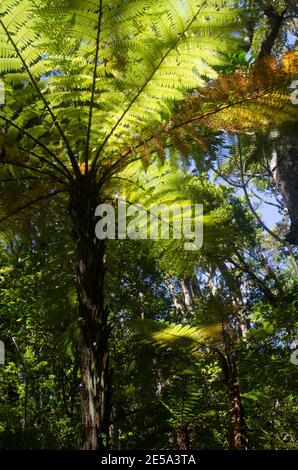 L'arbre de Nouvelle-Zélande fougères Dicksonia squarrosa dans une forêt tropicale. Île Ulva. Parc national de Rakiura. Nouvelle-Zélande. Banque D'Images