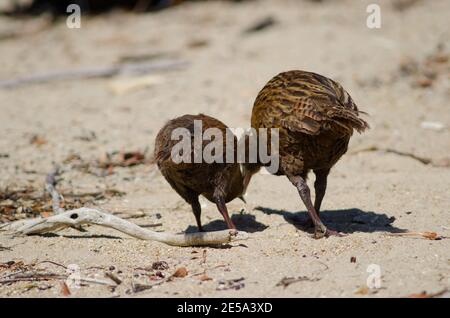 Steward Island weka Gallirallus australis scotti. Adulte et juvénile à la recherche de nourriture. Boulder Beach. Île Ulva. Rakiura. Nouvelle-Zélande. Banque D'Images