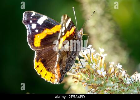 Papillon rouge Amiral Vanessa atalanta sur Flower Butterfly Bush Summer lilas Buddleja davidii ou Buddleia davidii, papillon sur fleur Insect Feeding Banque D'Images