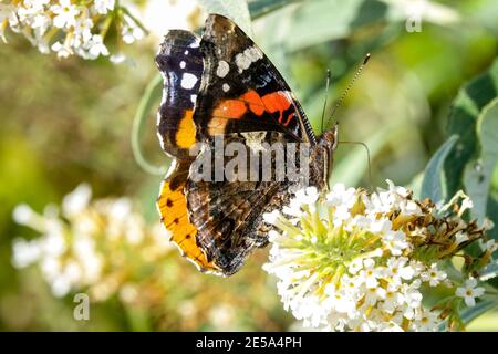 Vulcain Vanessa atalanta papillon sur fleur Banque D'Images