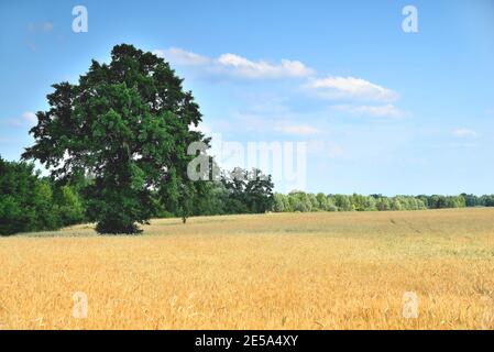 Blé, épis de blé, champ de blé un jour ensoleillé, route de terre au bord du champ, grand arbre vert, flou comme une idée créative de l'auteur copie de gros plan Banque D'Images