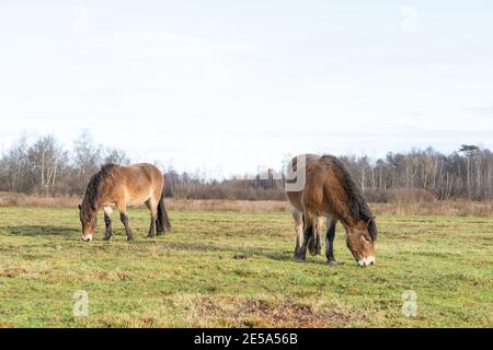 Troupeau de poneys sauvages d'Exmoor, Equus ferus caballus, se broutent dans une réserve naturelle. Fochteloo, pays-Bas Banque D'Images