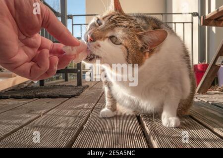 Portrait d'un gros chat domestique manger un morceau de poisson frais, gros plan, détails Banque D'Images