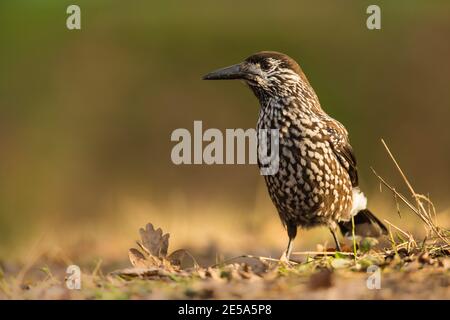 casse-noisette tacheté (Nucifraga caryocatactes), perching au sol, pays-Bas, pays d'argent Banque D'Images