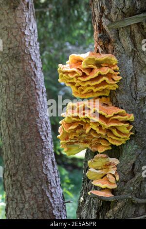 Le poulet des Bois, le polypore d'Aulphur, le plateau de soufre (Laetiporus sulfureus), les corps de fruits dans un tronc de conifères, Allemagne Banque D'Images