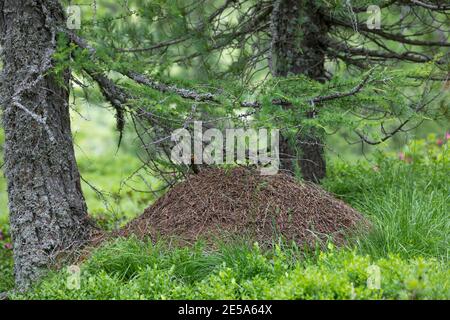 Fourmi de bois (Formica spec.), anthill en forêt, Allemagne Banque D'Images