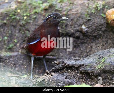 Pitta à couronne noire, Pitta gracieuse (Erythropitta venusta), perchée sur le sol de la forêt tropicale humide montagnarde, Indonésie, Sumatra, Bukit Banque D'Images