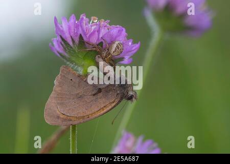 Araignée de crabe (Xysticus cf. Cristatus), prise d'un papillon, Allemagne Banque D'Images