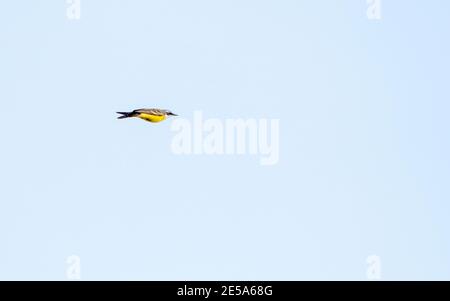 Queue jaune, queue ibérique, queue espagnole (Motacilla flava iberiae, Motacilla iberiae), mâle adulte en vol, Espagne Banque D'Images