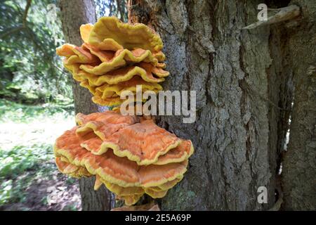 Le poulet des Bois, le polypore d'Aulphur, le plateau de soufre (Laetiporus sulfureus), les corps de fruits dans un tronc de conifères, Allemagne Banque D'Images