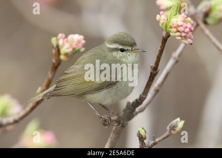 La Paruline à saule de Tytler (Phylloscopus tytleri), perchée dans un petit arbre, Inde, Cachemire, Gulmarg Banque D'Images