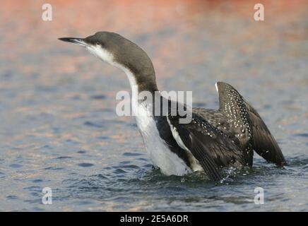 Plongeur à gorge noire (Gavia arctica), natation, étirant ses ailes, Danemark Banque D'Images