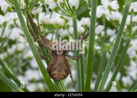 Araignée de crabe (Xysticus cf. kochi), femelle qui se cache pour la proie d'une inflorescence, Allemagne Banque D'Images