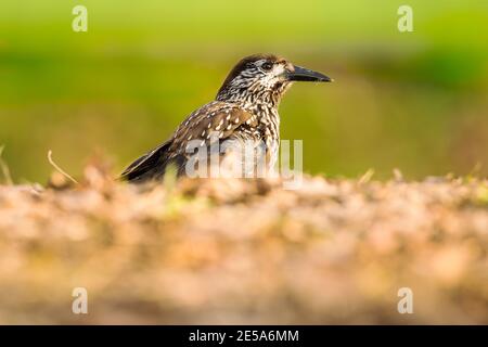 casse-noisette tacheté (Nucifraga caryocatactes), perching au sol, pays-Bas, pays d'argent Banque D'Images