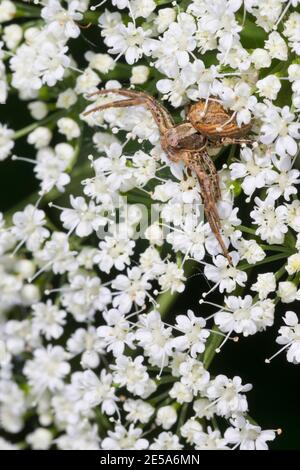 Araignée de crabe (Xysticus cf. kochi), femelle qui se cache pour la proie d'une inflorescence, Allemagne Banque D'Images