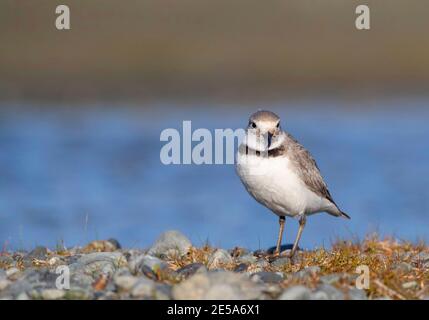 Wry-bill, wrybill (Anarhynchus frontalis), adulte debout dans un lit de rivière dans le parc Glentanner, avec une formule Bent bill, Nouvelle-Zélande, île du Sud, Banque D'Images