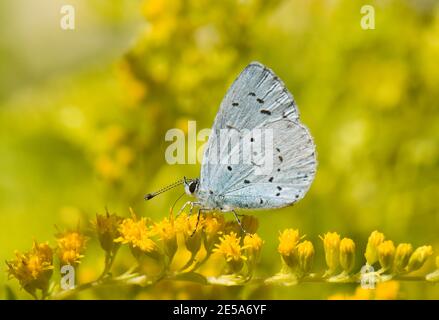 Holly Blue Butterfly, Celastrina argiolus, nectering on Goldenrod, Solidago, fleurit dans un jardin à Harwell, Oxon, 7 août 2015. Banque D'Images