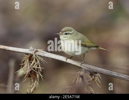 La Paruline à saule de Tytler (Phylloscopus tytleri), perchée sur une lame de roseau, Inde, Cachemire, Gulmarg Banque D'Images