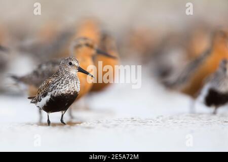 dunlin (Calidris alpina), adulte dans le plumage de reproduction debout en eau peu profonde, nœuds rouges debout en arrière-plan, Allemagne Banque D'Images