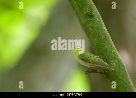 Paruline à bois (Phylloscopus sibilatrix), homme adulte assis sur une branche, pays-Bas, Schiermonnikoog Banque D'Images