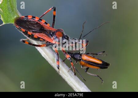 Insecte d'assassin (Rhinocoris iracundus, Rhynocoris iracundus), assis à une tige avec un scarabée, Autriche, Carinthie Banque D'Images