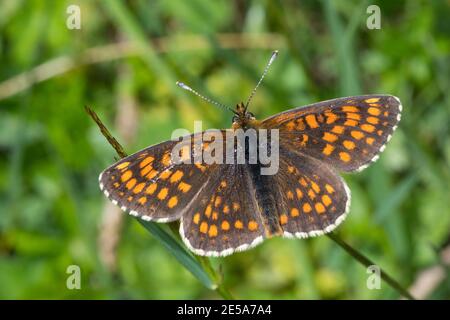 heath fritillary (Melitaea athalia, Mellicta athalia), homme à l'oreille d'herbe, vue dorsale, Allemagne Banque D'Images