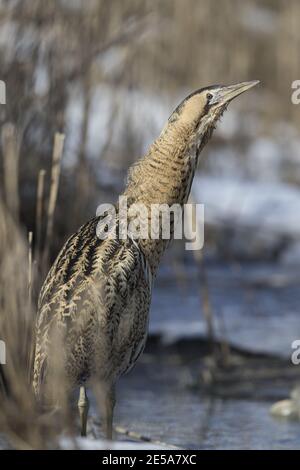 Portrait en gros plan de l'hivernage en bittern (Botaurus stellaris) Banque D'Images