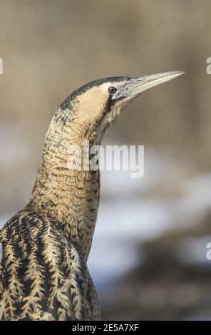 Portrait en gros plan de l'hivernage en bittern (Botaurus stellaris) Banque D'Images