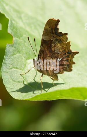 Comma Butterfly, Polygonia c-album, au repos dans un jardin à Harwell, Oxfordshire, 5 juillet 2016. Banque D'Images