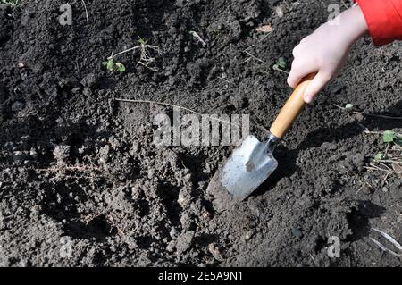 Main d'enfant blanche creusant dans un sol noir sale. Concept de jardinage, vue de dessus. Banque D'Images