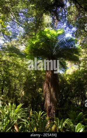 Fougère d'arbre de Nouvelle-Zélande Dicksonia squarrosa. Parc national de Fiordland. Sud-pays. Île du Sud. Nouvelle-Zélande. Banque D'Images