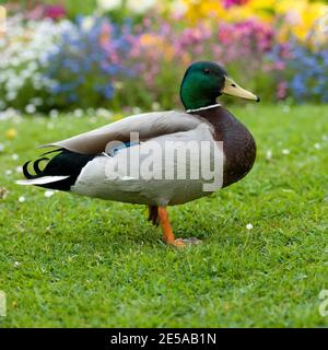 canard colvert drake Banque D'Images