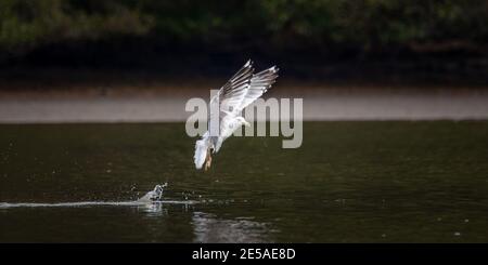 Faune fond de Larus cachinnans Seagull chasse sur un étang, vole au-dessus de l'eau et capture des poissons, a des poissons dans son bec. La meilleure photo. Banque D'Images