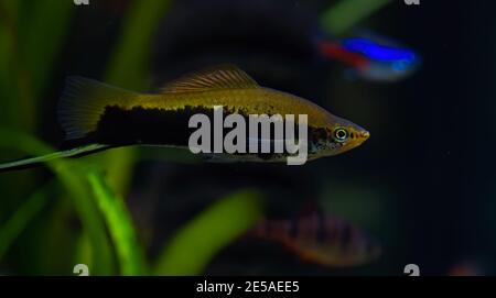 Xiphophorus hellerii. Tropische Fische schwimmen im Aquarium, la meilleure photo Banque D'Images