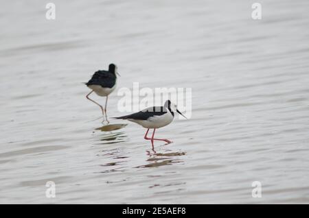 Pied stilts Himantopus leucocephalus. Entrée des vérins. Péninsule d'Otago. Otago. Île du Sud. Nouvelle-Zélande. Banque D'Images