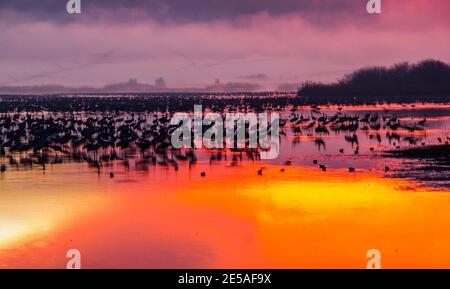 Grue cendrée oiseaux dans Agamon Hula, refuge des oiseaux au lever du soleil, avec filtre artistique, Vallée de Hula, Israël Banque D'Images