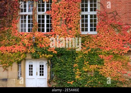 Automne coloré parthenocissus quinquefolia, connu sous le nom de Virginia rampante, Victoria rampante, cinq feuilles de lierre, sur le bâtiment à Muenster, Allemagne Banque D'Images