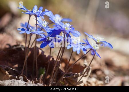 Hepatica floraison au début du printemps Banque D'Images