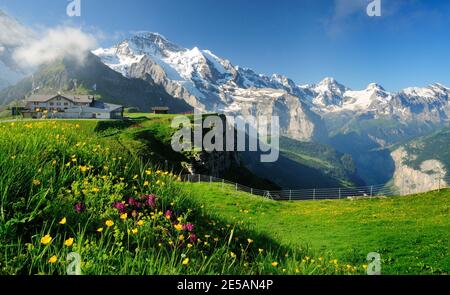 Globeflowers (Trollius Europaeus) et d'autres fleurs alpines qui poussent à Mannlichen, surplombant la Jungfrau et la vallée de Lauterbrunnen. Banque D'Images