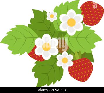 Fraises rouges avec feuilles et icône vectorielle plate de fleur Illustration de Vecteur