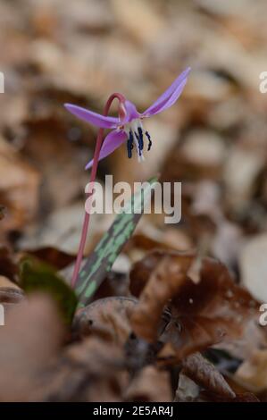 Erythronium dens-canis, violet-dent-chien ou violet-dent-chien, famille des nénuphars, Liliaceae, floraison en fleurs blanches, roses ou lilas au début o Banque D'Images