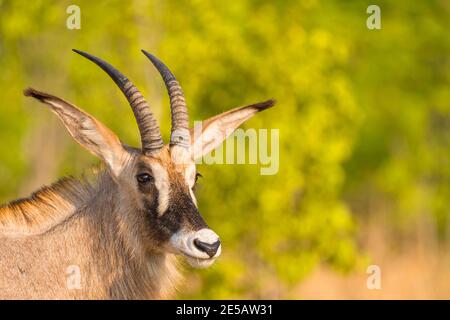 Un portrait rapproché d'un Antelope mâle de Roan Hippotragus equinus dans le parc national de Hwange au Zimbabwe. Banque D'Images