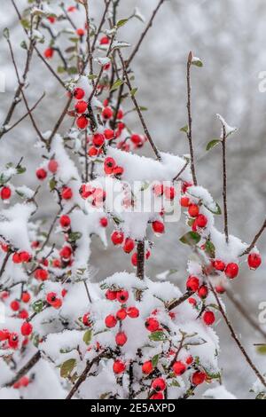 Fruits rouges sur un arbre couvert de neige Banque D'Images